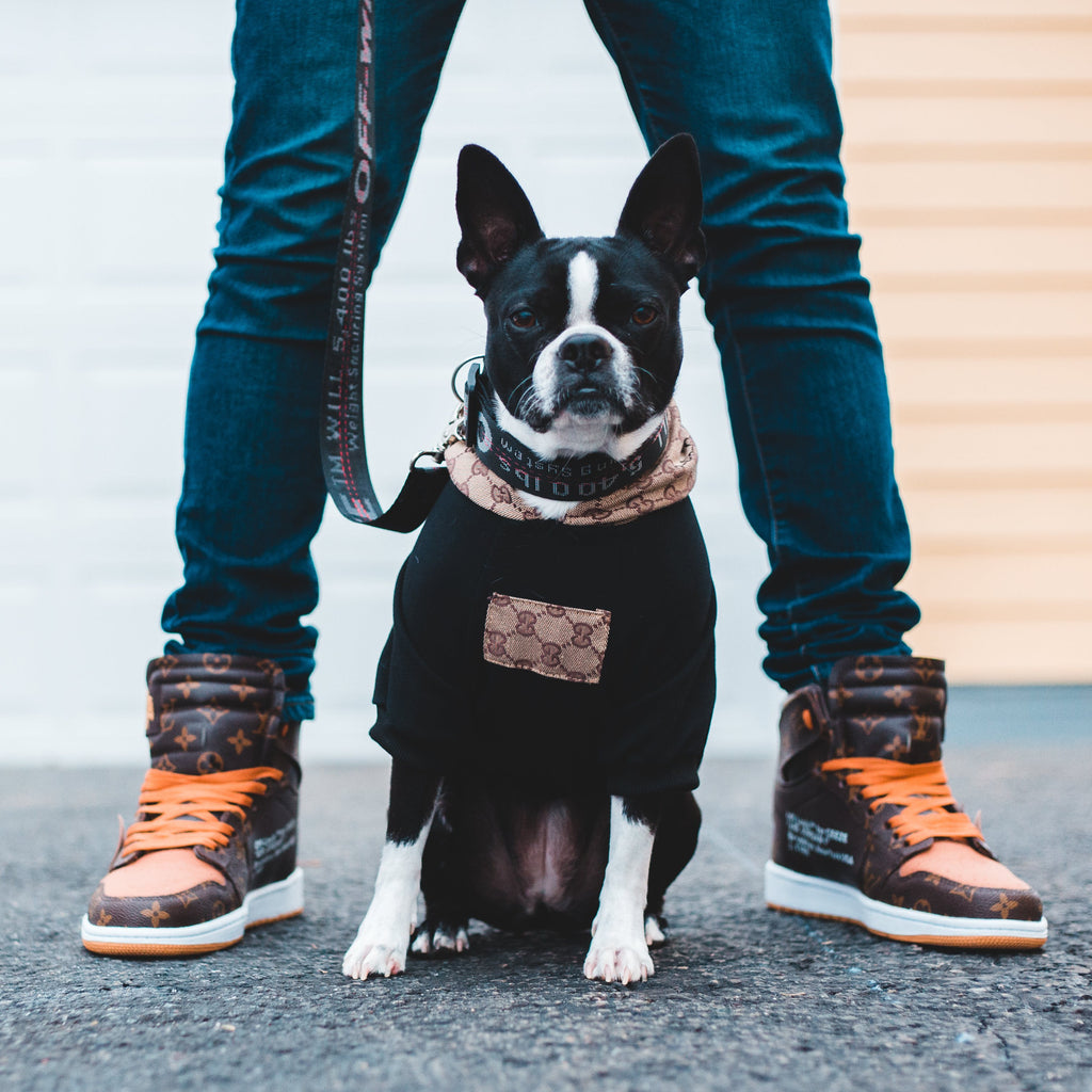 The Unconditional Love of Dogs: A Journey into Canine Companionship